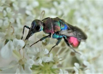Fotosafari in die heimische Insektenwelt