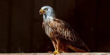 Ansitzstangen für Greifvögel montiert