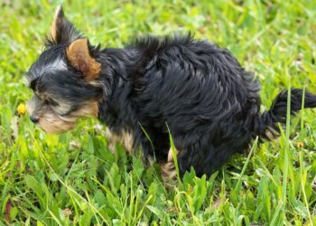 Hundekot in städtischen Grünanlagen … es nimmt kein Ende