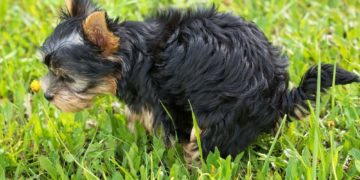 Hundekot in städtischen Grünanlagen … es nimmt kein Ende