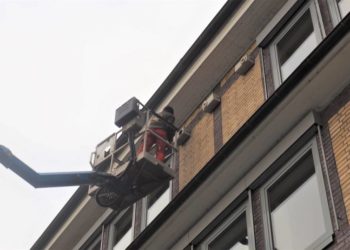 Mauersegler am Geesthachter Rathaus