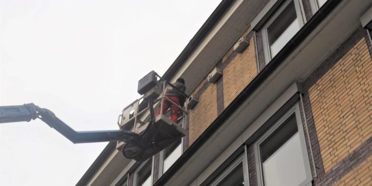 Mauersegler am Geesthachter Rathaus