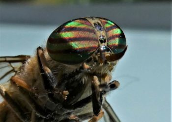 Frühjahrsausstellung nimmt die Natur in den Blick