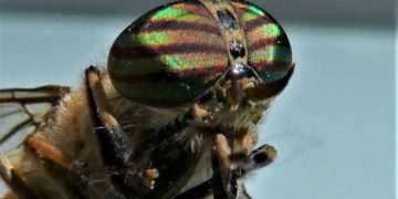 Frühjahrsausstellung nimmt die Natur in den Blick