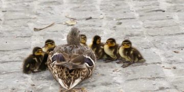 Stockenten brüten an überraschenden Orten