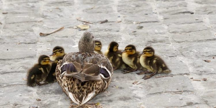 Stockenten brüten an überraschenden Orten