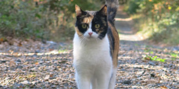 Fremde Katzen haben meist ein Zuhause