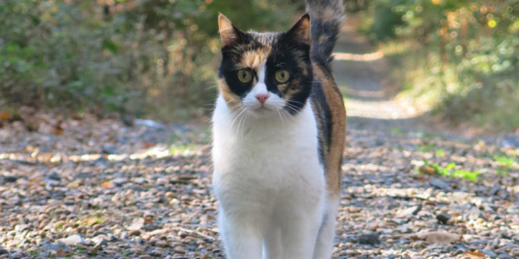 Fremde Katzen haben meist ein Zuhause