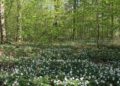 Rangertour zu den Frühblühern im Behlendorfer Wald