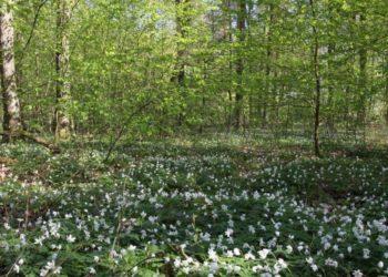 Rangertour zu den Frühblühern im Behlendorfer Wald