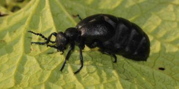 Wenn die Ölkäfer krabbeln, ist der Frühling da!