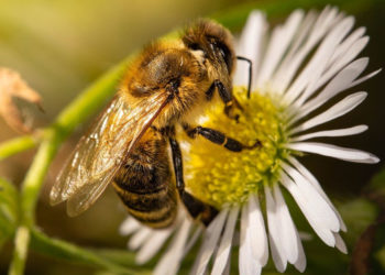 ‚Tiere pflanzen‘ – mit heimischen Wildpflanzen