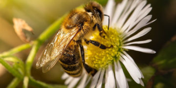 ‚Tiere pflanzen‘ – mit heimischen Wildpflanzen
