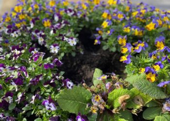 Blumendiebe in Geesthacht