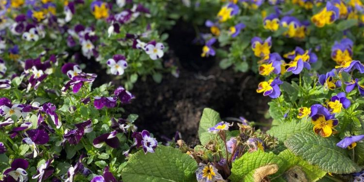 Blumendiebe in Geesthacht