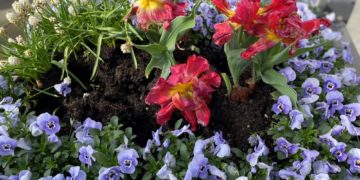 Blumendiebe in Geesthacht