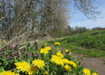 Naturkundliche Wanderung am Behlendorfer See
