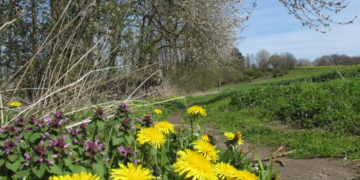 Naturkundliche Wanderung am Behlendorfer See