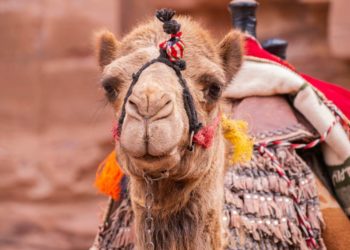 Inköpen för Oma in oole Tieden