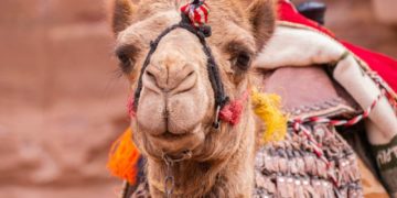 Inköpen för Oma in oole Tieden