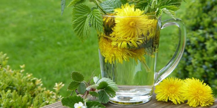 Frühlings-Kräuterwanderung am Kleinen Küchensee