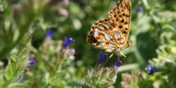 ‚Tiere pflanzen‘ – mit heimischen Wildpflanzen