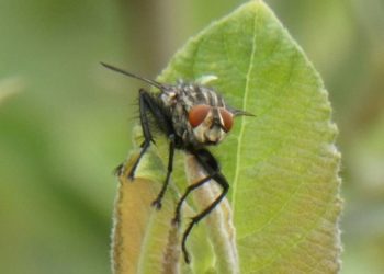 Bundesweite Zählaktion „Insektensommer‟