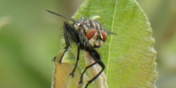 Bundesweite Zählaktion „Insektensommer‟