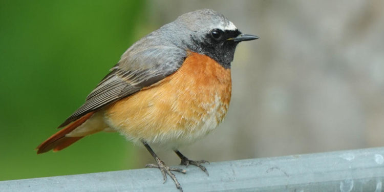 Vögel zählen zwischen Vatertag und Muttertag