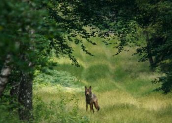 „Im Land der Wölfe“ eine Dokumentation