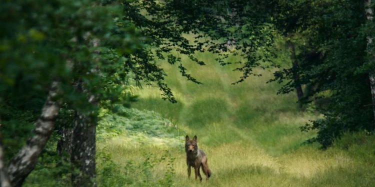 „Im Land der Wölfe“ eine Dokumentation