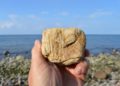 Steine, Fossilien und Meer
