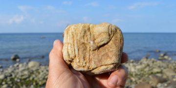 Steine, Fossilien und Meer