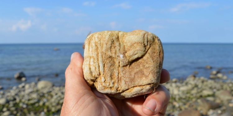 Steine, Fossilien und Meer