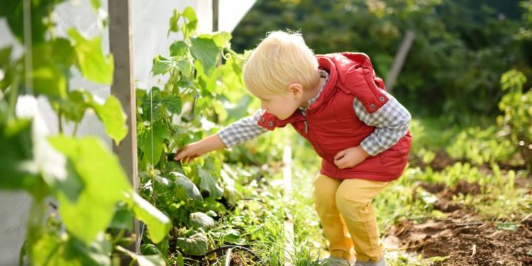 Vorsicht vor giftigen Pflanzen im heimischen Garten
