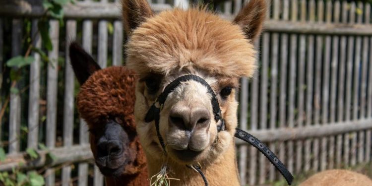 Blauzungenkrankheit: Anwendung von Impfstoffen durch Eilverordnung gestattet