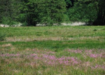 Naturkundliche Wanderung zu den Kuckuckslichtnelken ins Pirschbachtal