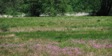 Naturkundliche Wanderung zu den Kuckuckslichtnelken ins Pirschbachtal