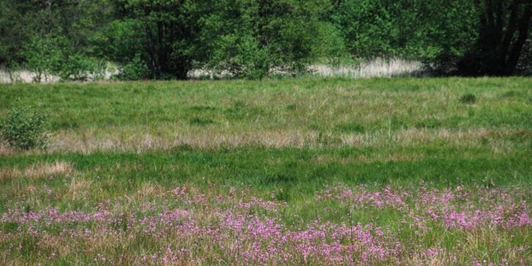 Naturkundliche Wanderung zu den Kuckuckslichtnelken ins Pirschbachtal