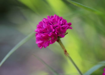 Plätze frei für Kurzentschlossene: Extratour zur Blume des Jahres
