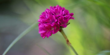 Plätze frei für Kurzentschlossene: Extratour zur Blume des Jahres