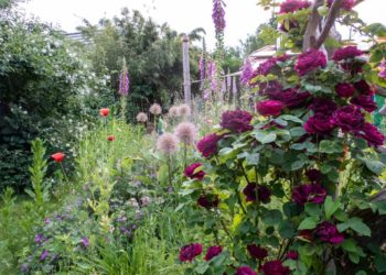 Offener Garten in Basedow