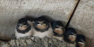 Ein Schwalbenchor –  „Foto der Woche“