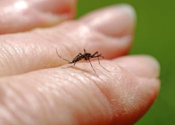 Warnung vor möglichen Folgen bei Insektenstichen