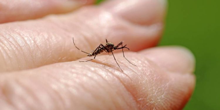 Warnung vor möglichen Folgen bei Insektenstichen