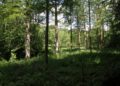 Naturkundliche Wanderung durch den Bartelsbusch