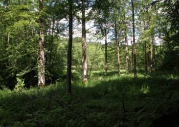 Naturkundliche Wanderung durch den Bartelsbusch