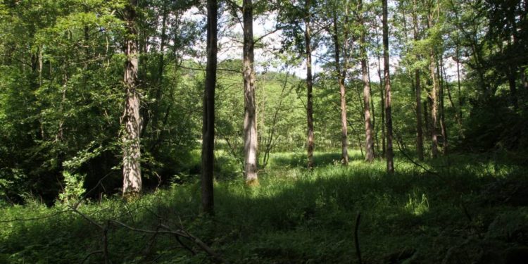 Naturkundliche Wanderung durch den Bartelsbusch