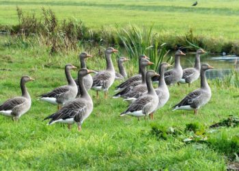 Schleswig-Holstein weitet Jagdzeiten für Gänse aus