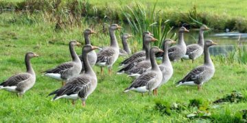 Schleswig-Holstein weitet Jagdzeiten für Gänse aus